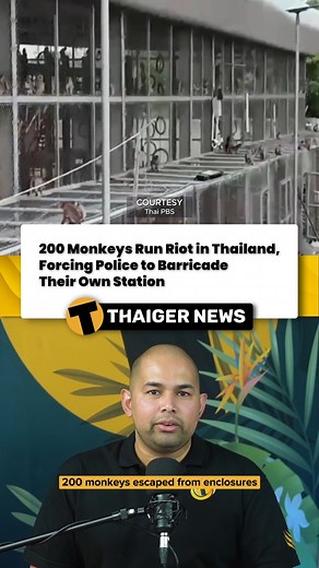 The Thaiger | 200 Monkeys Run Riot in Thailand, Forcing Police to Barricade Their Own Station Chaos erupted in Lopburi as 200 monkeys escaped enclosures... | Instagram