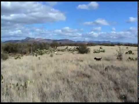 Arizona Quail Hunting - A Day on an Arizona Quail Hunt - Quail Dogs, Hunters, Coveys