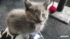 16K views · 591 reactions | Watch some of our cute and teeny kittens in action! Then check the comments for more info :D | RSPCA Victoria | Facebook