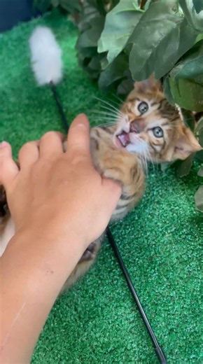 pretty little TOYGER 🐯 BRINDLEWAY TOYGER CATTERY www.toygerbrindleway.com #toyger #тойгер #тойгер