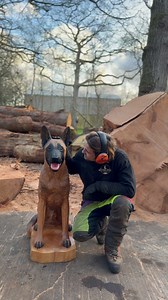 The Belgian Malinois Carving 🐾🧡 #doglover #belgianmalinois #chainsaw #woodworking | Michael Jones Chainsaw Sculptor