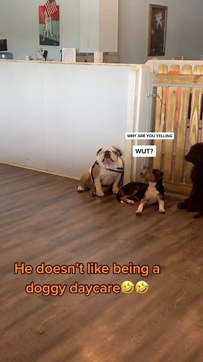 Loud boy! 🎥: Shutterstock/ ViralHog #dog #dogsdailymail #UltaBeautyatTarget #funny #memes