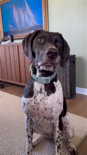 It’s not what you know…it’s what you can prove lol . . #funnydogvideo #gsp #puppy #dogs #funny #viral #trainingday | Justin Floyd