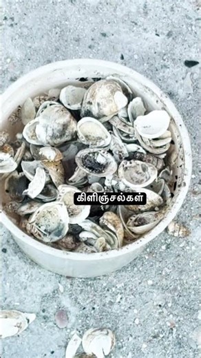 #Kilinjal #manufacture all over Tamil Nadu ☎️ 8344444161 ☎️
