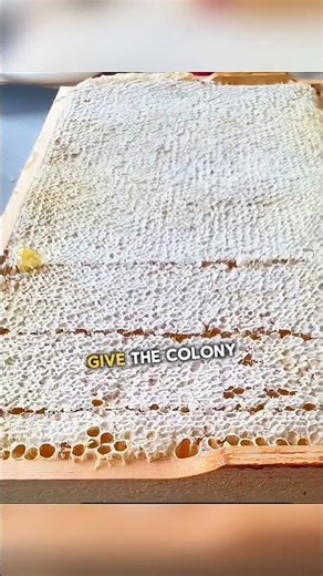 A Starter Home for Honeybees 🏠🐝