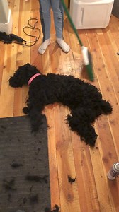 14K views · 70 reactions | Poodles have a lot of hair..... | About Poodle | Facebook