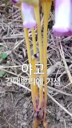 #너와나 #남진 #AI클럽버전 #억새 #갈대 #야고 2026년 9월 25일