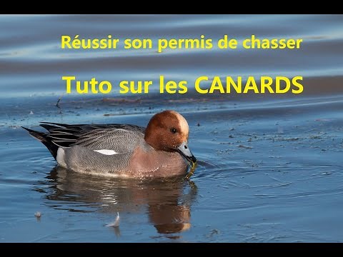 Réussir son permis de chasser: Tuto sur les canard (mis à jour 2022)