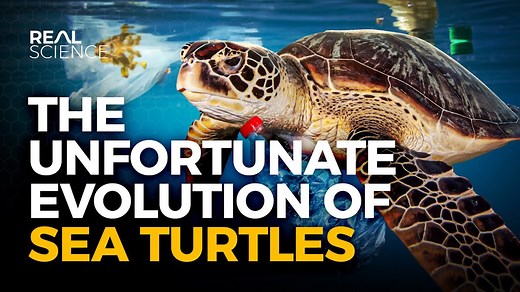 How Nature and Humanity Together Doomed Sea Turtles
