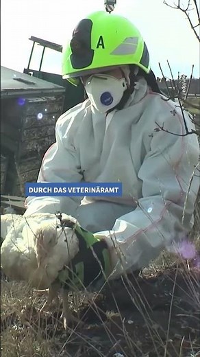 Ein Lkw verunglückt und verliert seine Fracht - lebendige Hühner. #autobahn #autounfall #unfall