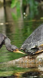 41M views · 160K reactions | Tuck in those toes! You guys may recall...