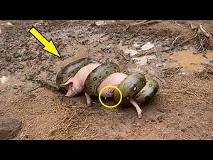 A python strangled a pig! When the owner saved it, he was shocked by WHAT was lying nearby!