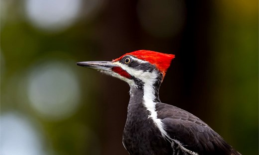 9 Woodpeckers in Wisconsin (Pictures, ID Guide, and Common Locations)