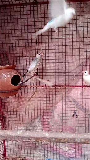 java nesting for breeding#javasparrow #whitejava #breedingpair #bird #birdspecies