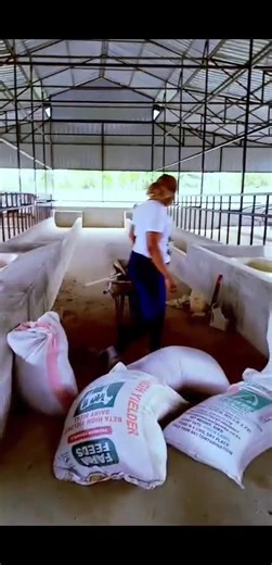 48K views · 597 reactions | Modern cow shed for 50 cows interested with the design, Quatation,plan or similar to this Contact Maureen+254798187466 | Martha Njambi dairy farm | Facebook