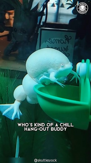 African Clawed Frog 🐸 Inflate Like a Balloon! #africanclawedfrog #africanclawedfrogs #africanfrog #frog #frogs #frogsofinstagram #frogstagram #froggy #froglove #froglover | 1 Minute Animals