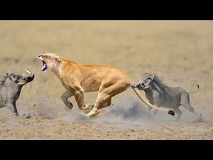 Incredible! Warthog Defeats Ferocious Lion For Life In Lion's Terrifying Hunt| Survival Battle