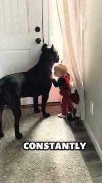 Cane Corso – The Ultimate Guard Dog or Too Dangerous? 🔥🐕