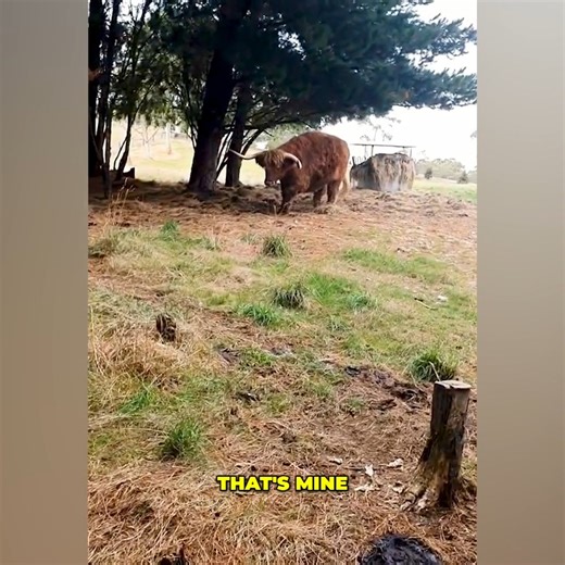 1.3M views · 38K reactions | Here's me commentary on highland cows going nuts for anzac slice  go give @sunnyandrocco a follow on IG  | Ozzy Man Reviews | Facebook