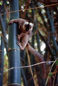 Maki (lémur à front blanc, "eulemur fulvus mayottensis")