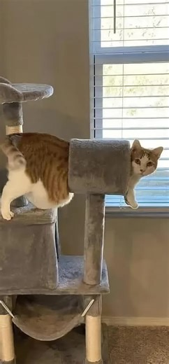 面白い猫のおすすめ動画