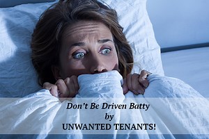 bat colonies living inside apartments - what you should know.