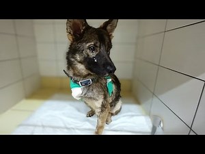 Three-Legged Dog Cries for Help as Owner Ignores Him — He Just Wanted to Be Loved