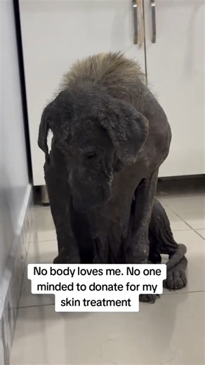 5.1K views · 319 reactions | Fulll viideo here https://rescuelm.themtraicay.com/354/14/ M1111023 No one has dared to help poor dog to get skin treatment See part 2 in the comments below. | Live Love Animals | Facebook