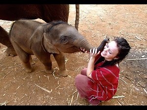 Elephants in Thailand