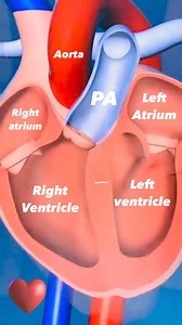 1.7M views · 9.4K reactions | Heart Anatomy #cardiology #medicalstudent | Med G | Facebook