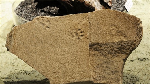 Fossilized animal footprints from 50 million years ago discovered in Oregon