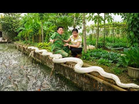 72 Hours of Panic - Giant Python Captured After Invading Pigsty, It Aggressively Attacks Turkeys