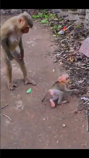 Monkey species: Mother Monkey Accidentally Causes Baby Monkey to Fall and Get Hurt