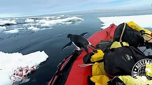 Oh hello! This penguin popped up for a visit as Australian researchers were on an Antarctic expedition. | America's Morning Headquarters