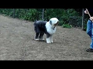 Old Englsih Sheepdog Working Sheep