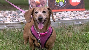 Meet Harlie! We Energies new 'ambassadog' for 811 Diggers Hotline