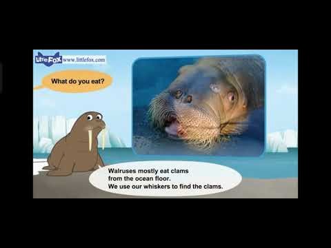 Meet the Animals: Walrus vs Elephant Seal