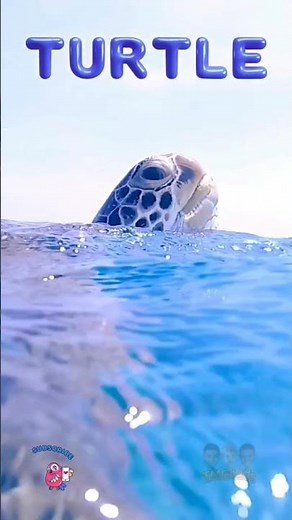 "A Turtles Tale" #disney #turtles #seacreatures