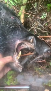 38K views · 791 reactions | The Hawaii residents. Let's see your dogs #wdotw #hawaii #hawaiilife #dog | Working dogs of the world | Facebook