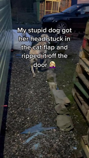 Funny Dog Fails: Stupid Dog Gets Head Stuck in Cat Flap!