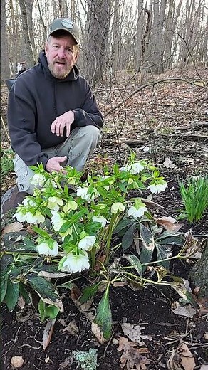 Lenten Rose, AKA Hellebore - Amazing Flowers On This Early Spring Bloomer!