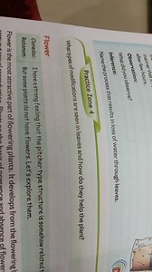 What types of modifications are seen in leaves and how do they ... | Filo