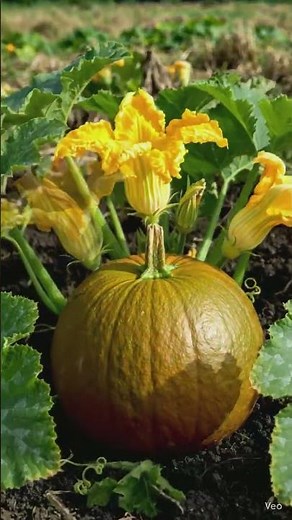 Pumpkin Life Cycle: From Seed to Rot… and Back Again 🌱🎃😱