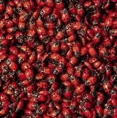 Who remembers this about the hot Summer of '76? The ladybird invasion they were everywhere. | gransnet.com