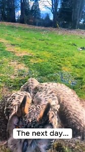 Rescue the owl got a string stuck in its wing and couldn't fly❤ ️ #Amazing #animals #love #fyp #pet | Deandre Ayton