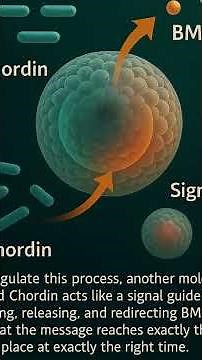 Scientists Found a Hidden Biological Blueprint Inside a Sea Anemone!