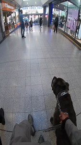 85K views · 1.2K reactions | POV: You see Shadow walk by… Are you GIVING CUDDLES or ASKING TO PET?  #dog #fyp #canecorso | Shadowthefriendlydog | Facebook
