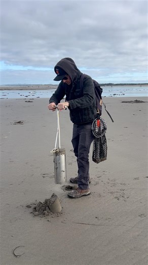 Clammer shows How to Dig for Razor Clams at Oregon Coast #clam #hunting #fishing #razorclams #food