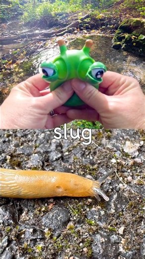 Bug Insect Names | Kids Learn: Millipede Scarab Beetle Slug Earthworm #HolidaysOnYouTube