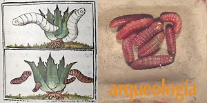 Insectos comestibles